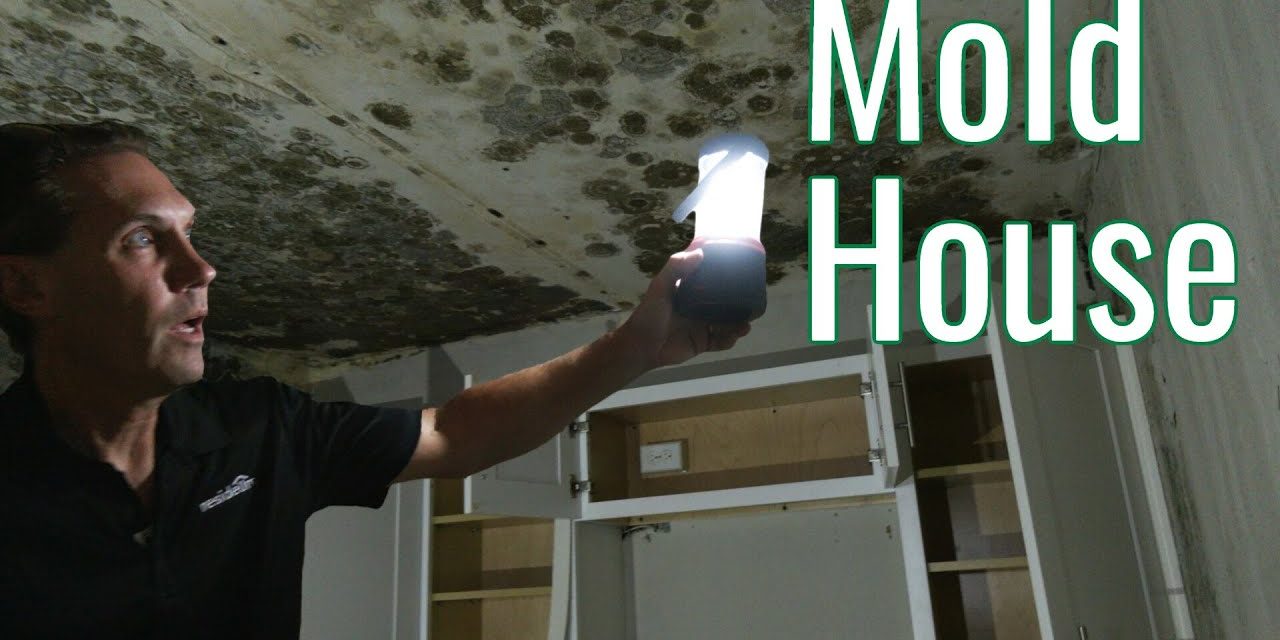 Selling a House with Mold Damage | Boracina Cash Home Buyer