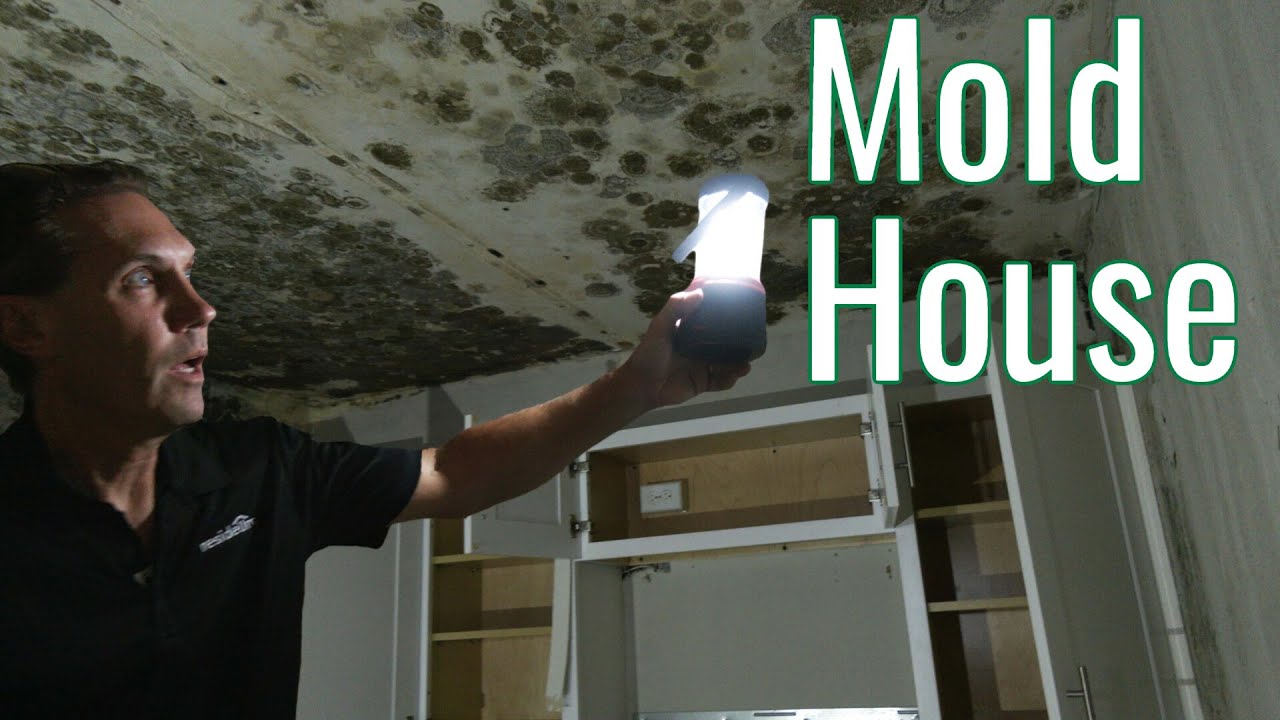 Selling a House with Mold Damage | Boracina Cash Home Buyer