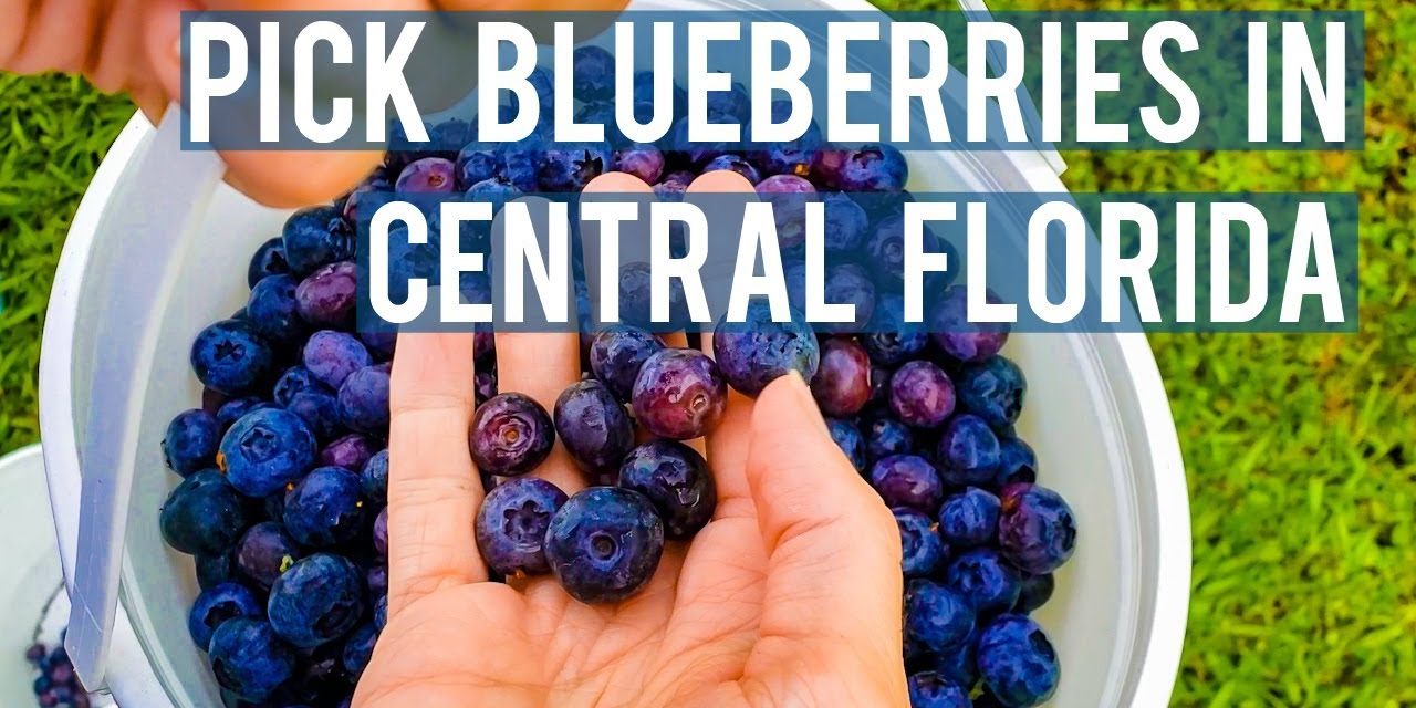 True Blue Winery in Davenport, FL | Boracina Cash Home Buyer