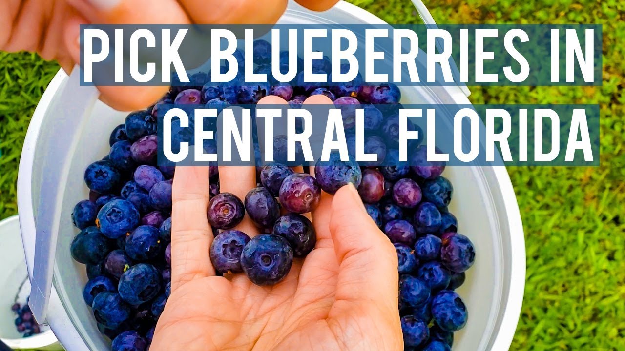 True Blue Winery in Davenport, FL | Boracina Cash Home Buyer